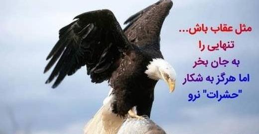 عکس پروفایل عقاب لاتی
