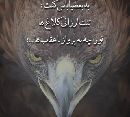 عکس پروفایل عقاب لاتی