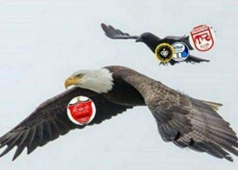 عکس پروفایل عقاب لاتی