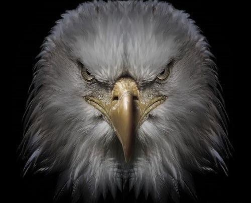 عکس پروفایل عقاب لاتی
