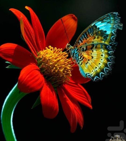 عکس پس زمینه گوشی پروانه
