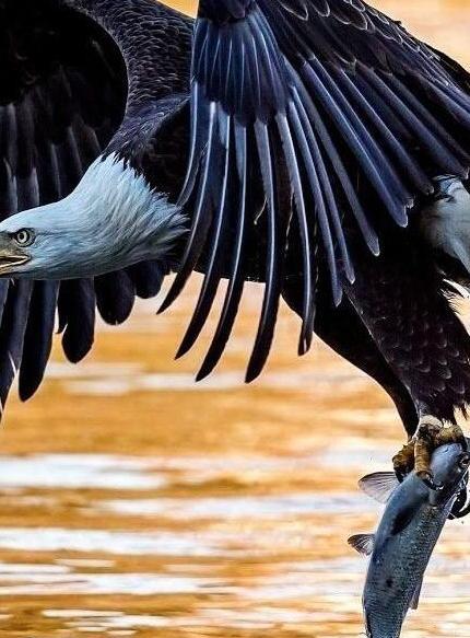 عکس عقاب شکار