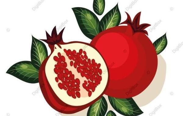 عکس انار کارتونی