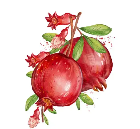 عکس انار کارتونی