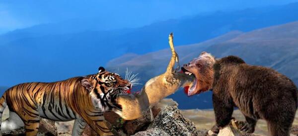 عکس سگ سرابی گنده