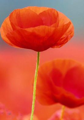 عکس پس زمینه گوشی زیبا