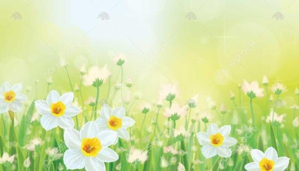 عکس پس زمینه گوشی گل نرگس