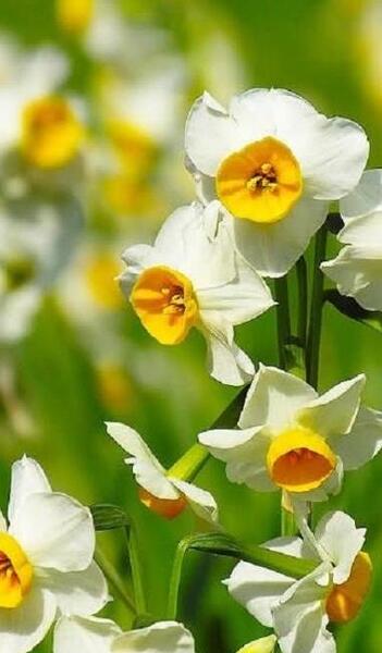 عکس پس زمینه گوشی گل نرگس