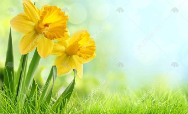 عکس پس زمینه گوشی گل نرگس