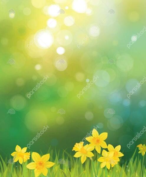 عکس پس زمینه گوشی گل نرگس