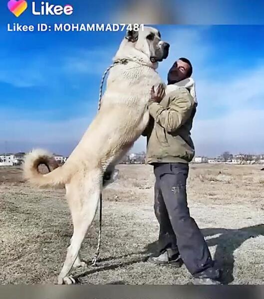 عکس سگ سرابی با اهنگ
