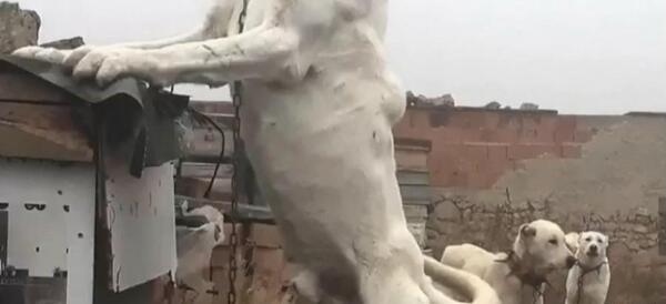 عکس سگ سرابی با اهنگ