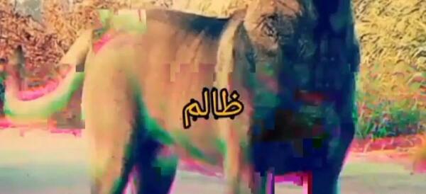 عکس سگ سرابی با اهنگ