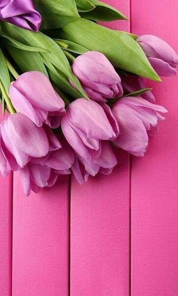 عکس پس زمینه گوشی جمجمه