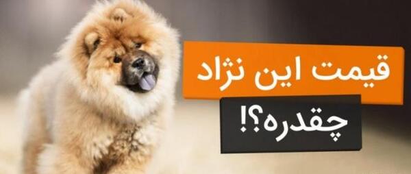 عکس سگ سرابی پشمالو