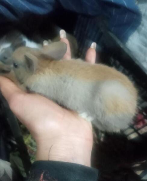عکس لیونل مسی با سگش