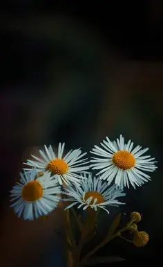 عکس پس زمینه گوشی ویسگون