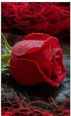 عکس پس زمینه گوشی ویسگون