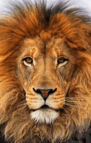 عکس پس زمینه گوشی شیر