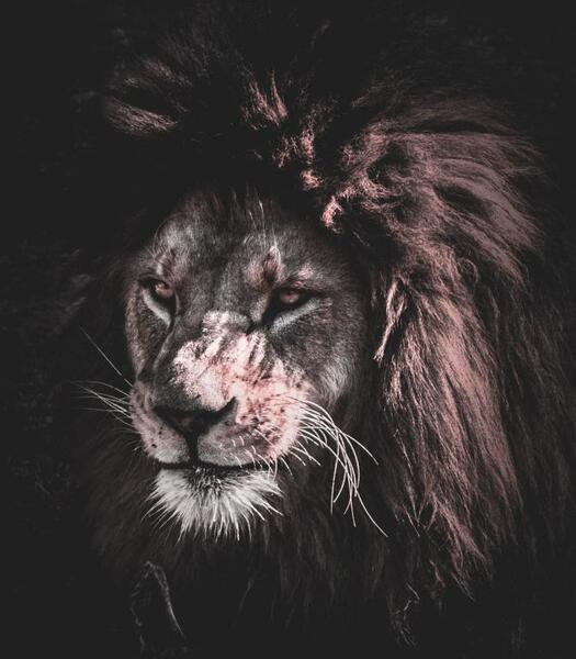 عکس پس زمینه گوشی شیر
