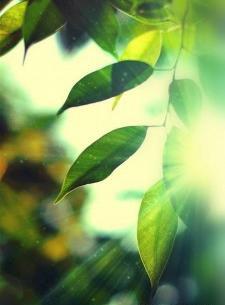 عکس پس زمینه گوشی از طبیعت