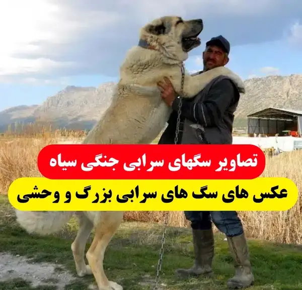 عکس انواع سگ های سرابی