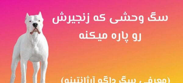 عکس سگ سرابی و قدرجونی