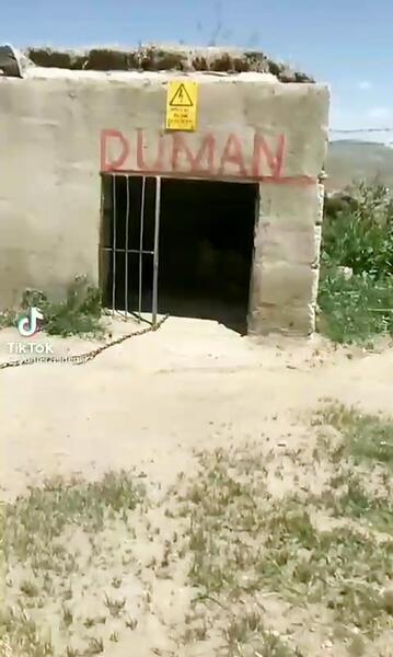 عکس سگ سرابی و قدرجونی