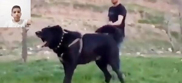 عکس سگ سرابی و قدرجونی