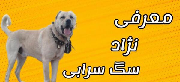 عکس سگ سرابی و قدرجونی
