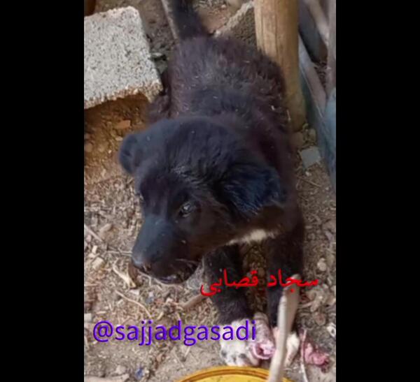 عکس سگ سرابی و قدرجونی