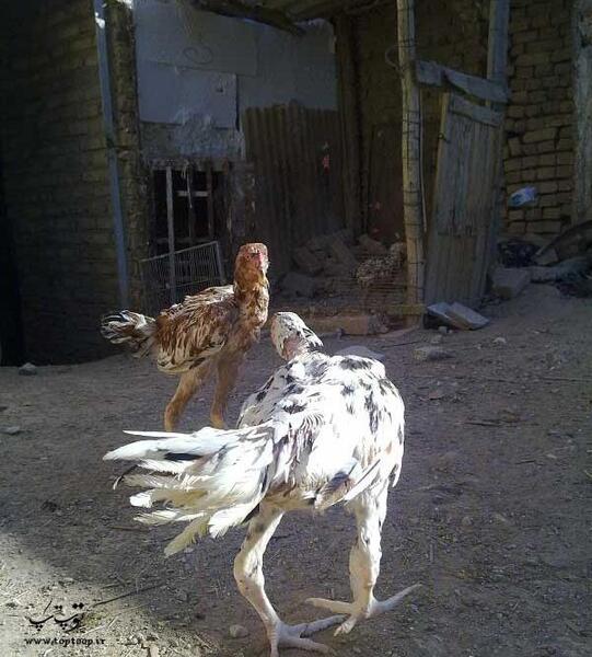 عکس چشم خروس لاری