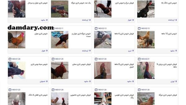 عکس چشم خروس لاری