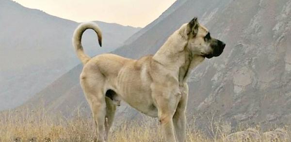عکس های عکس سگ سرابی