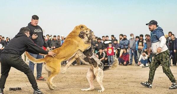 عکس های عکس سگ سرابی
