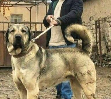 عکس های عکس سگ سرابی