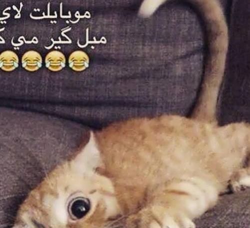 عکس های جالب و خنده دار وطنی