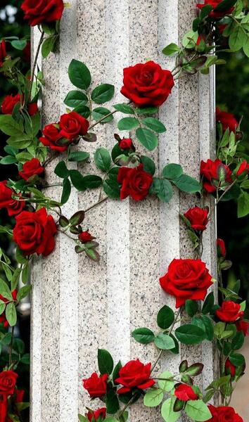 عکس گل های زیبا برای صفحه گوشی