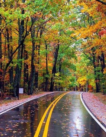 عکس گل های زیبا برای صفحه گوشی