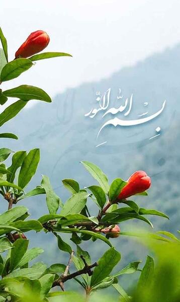 عکس گل های زیبا برای صفحه گوشی