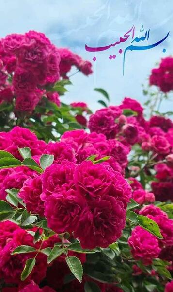 عکس گل های زیبا برای صفحه گوشی