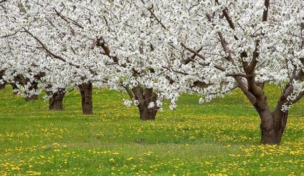 عکس های زیبا از طبیعت بهار