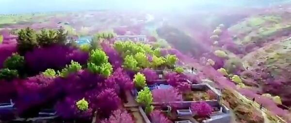 عکس های زیبای افغان