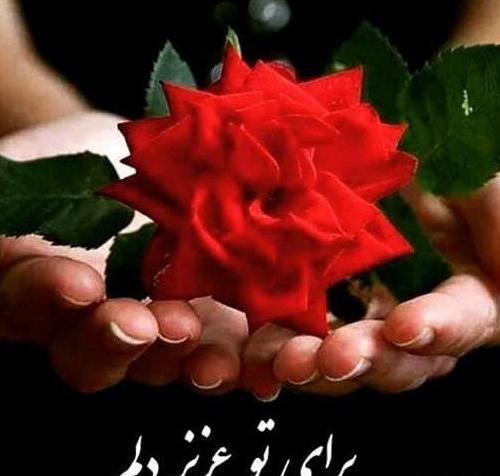 عکس گل غمگین با متن