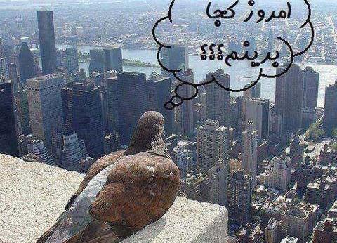 عکس تصویر های خنده دار و جالب