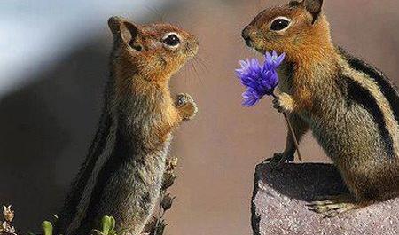 عکس های خنده دار از حیوانات بامزه