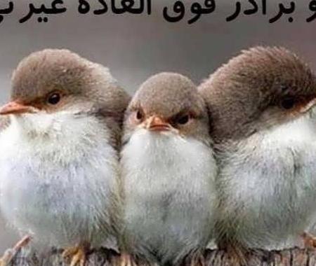 عکس های خیلی خنده دار حیوانات