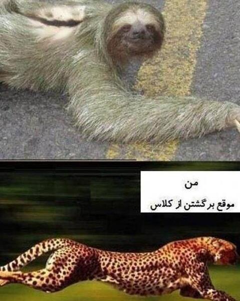 عکس های خنده دار حیوانات خانگی