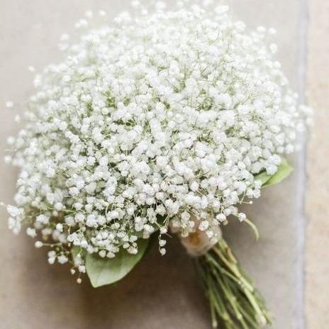 عکس گل ژیپسوفیلا رنگی