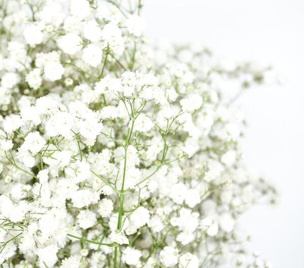 عکس گل ژیپسوفیلا رنگی
